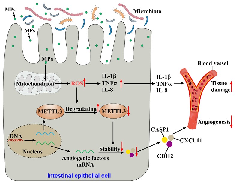 图2. MPs调控肠道血管生成机制图 - 副本.jpg